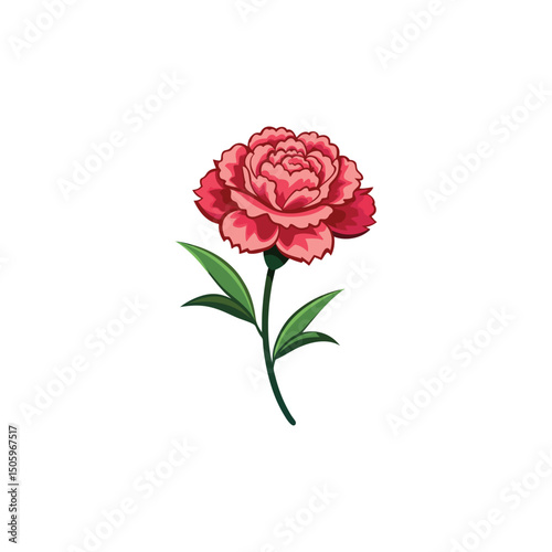 Carnation Flower Vector Illustration on White Background
