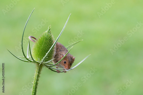 Harvest mouse, Micromys minutus, on teasel photo