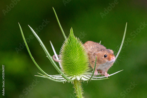 Harvest mouse, Micromys minutus, on teasel photo