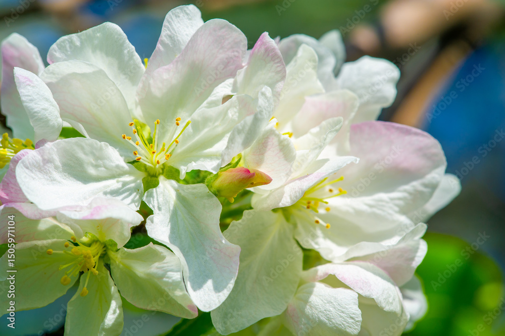 Obraz premium The juxtaposition of delicate flowers with strong branches creates a beautiful contrast. Each delicate petal adds a touch of elegance to the apple tree. The beauty of nature is in the details
