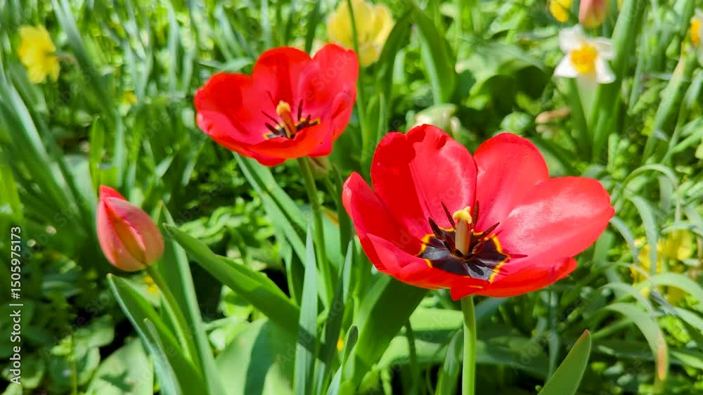 close-up of blooming red tulips close-up of blooming red tulips