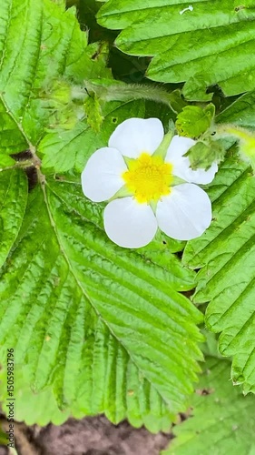 White strawberry flower in bright sunlight, showcasing its delicate petals and vibrant yellow center. Fresh green leaves provide a natural backdrop for this blooming flora.