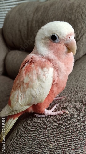 Colorful Bird Sitting Comfortably on a Couch in a Cozy Indoor Setting During ...