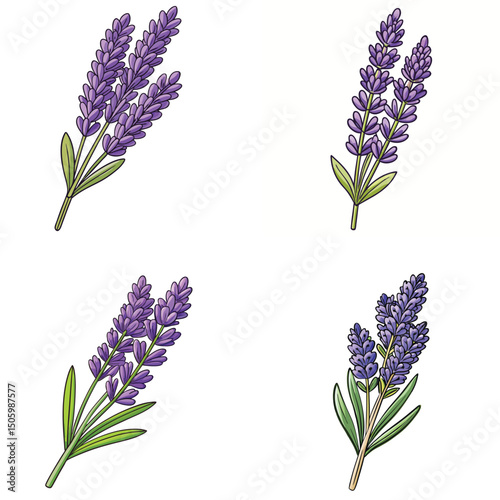 Isolated Lavender Sprigs Illustration On White Background For Floral Designs