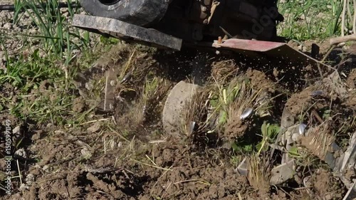 Wallpaper Mural Plowing garden soil with a cultivator. A human-operated cultivator processes and loosens garden soil, preparing it for planting vegetables and seedlings. Torontodigital.ca