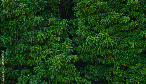 Green wall, wall covered green leaves shrub, background