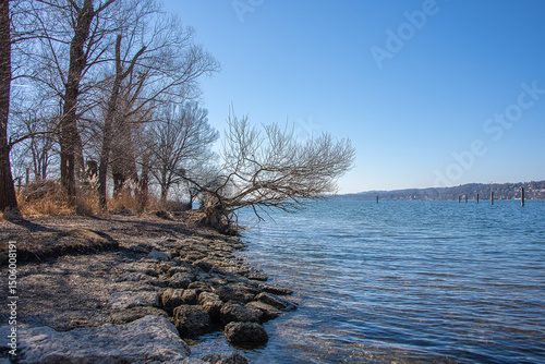 Landscape with trees at the lake shore in the winter under the blue sky