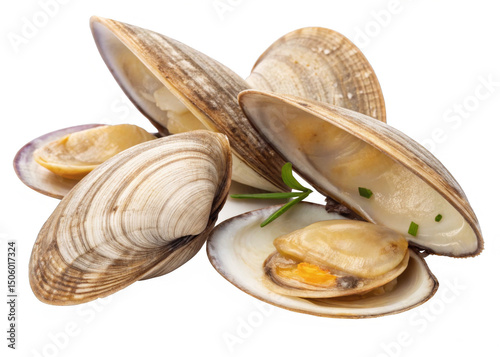 clams  on a isolated transparent background