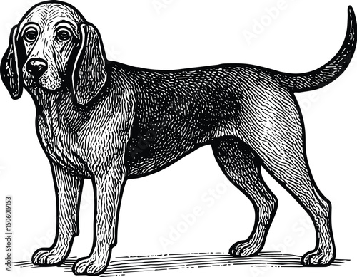 Bloodhound dog vector black silhouette cricut design for T-Shirt
