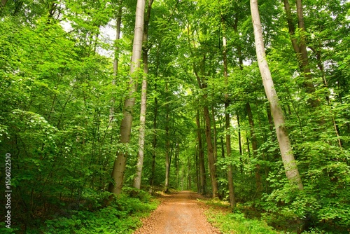 Teutoburger Wald bei Oerlinghausen photo
