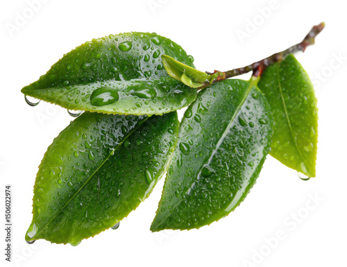 Wallpaper Mural Water droplets on fresh green leaves nature scene botanical environment isolated on transparent background Torontodigital.ca