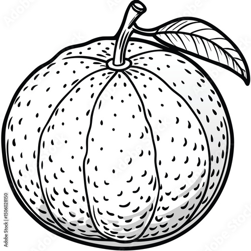 Citrus Fruit Illustration