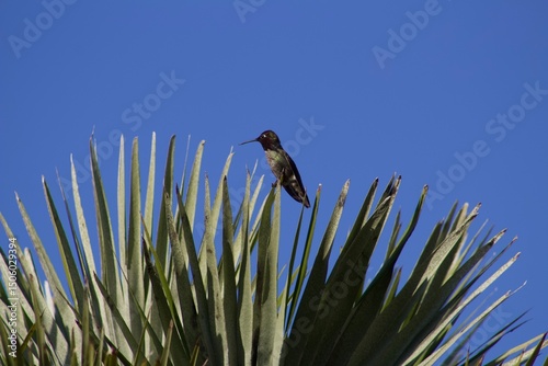 White-vented violetear hummingbird perched on leaf with blue sky in san diego california photo