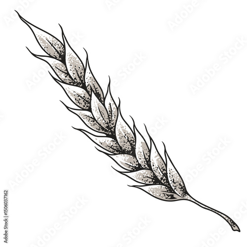 Wheat ear as an essential ingredient for beer