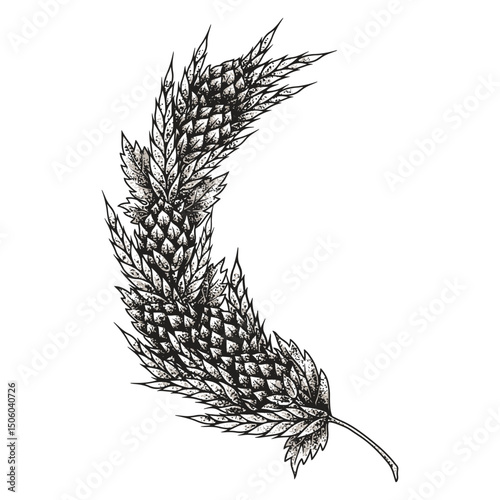 Detailed hops plant leaf illustration