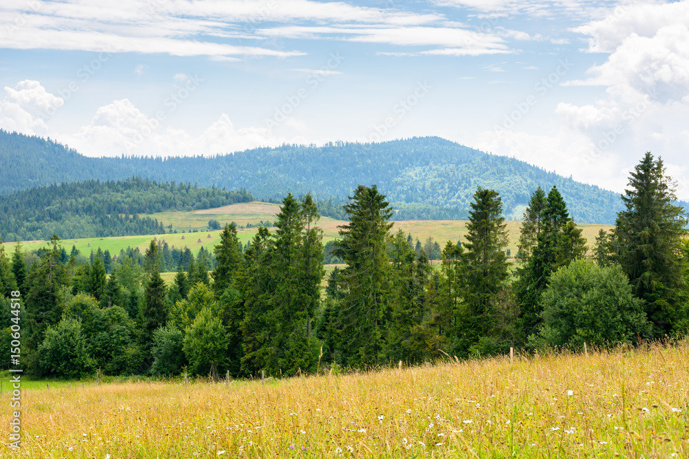 Fototapeta premium forest on the green hill. countryside landscape in summer