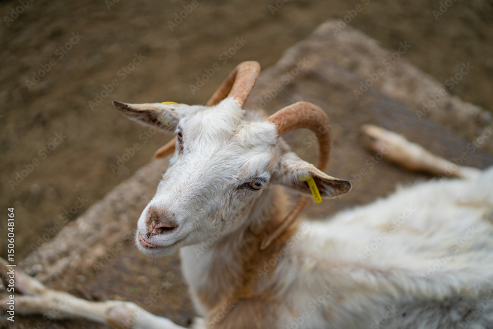 Fototapeta premium Goats and sheep grazing in the daylight, enjoying the sun in a peaceful day
