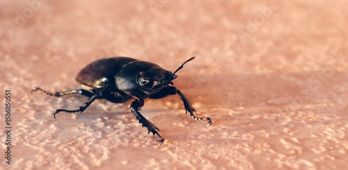 Adult female stag beetle lucanus cervus.