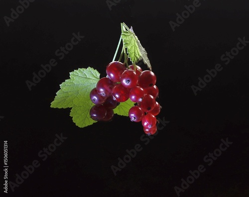 A brush of red currant with foliage on a black background.