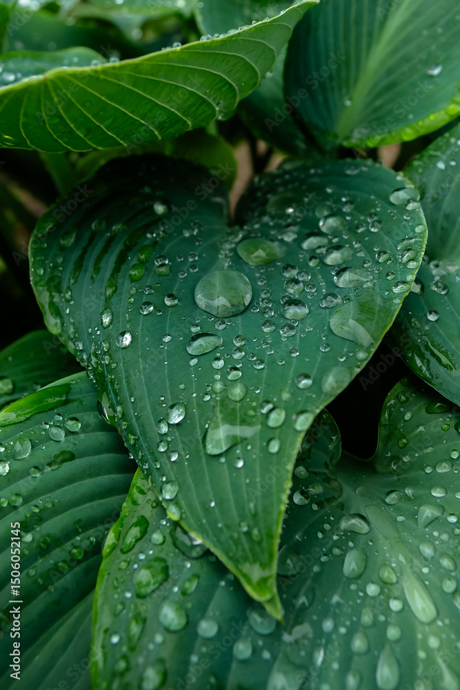 Obraz premium water drops on hosta leaf