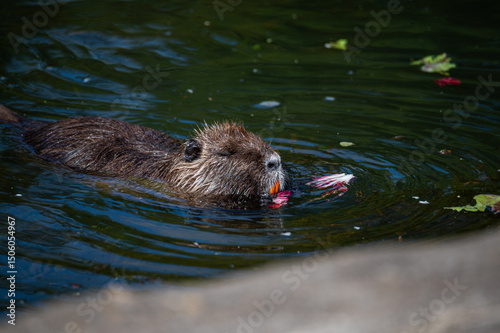 Nutria relaxing by a small  river