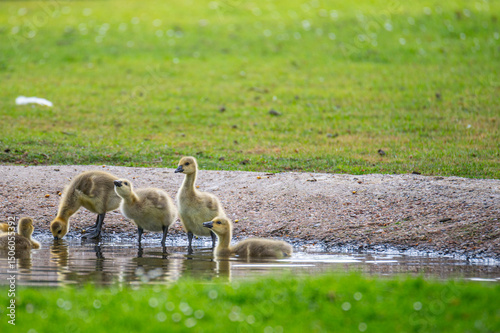 Canada geese at a  pond with their chicks