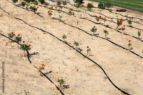 Seeping Hose for Drip Irrigation in Desert Flower Garden