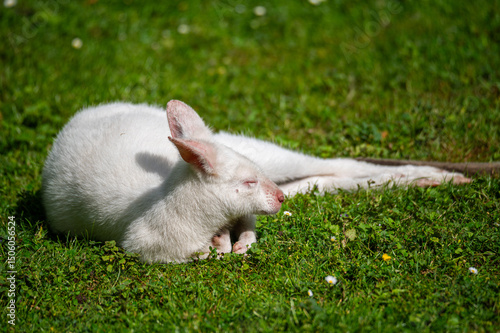 an albino kangaroo  lies relaxed on a green meadow