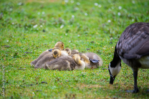 Canada geese at a  pond with their chicks