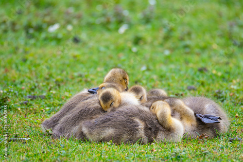 Canada geese at a  pond with their chicks