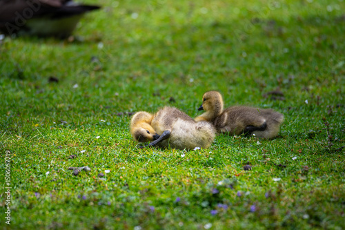 Canada geese at a  pond with their chicks