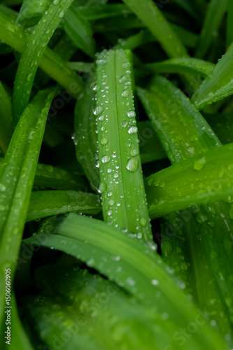 rain drops