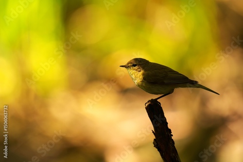 Wallpaper Mural sparrow on a branch Torontodigital.ca