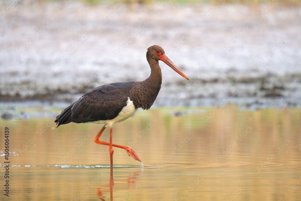 Obraz premium white stork ciconia