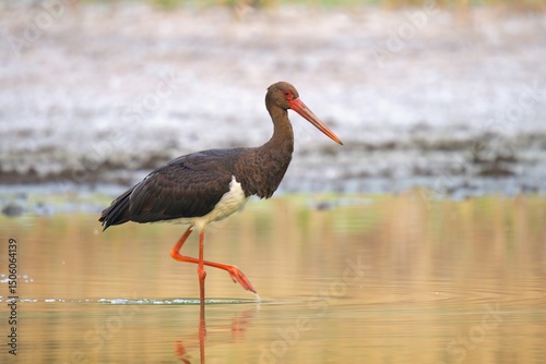 Wallpaper Mural white stork ciconia Torontodigital.ca