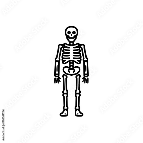 Detailed line art icon set representing a human skeleton in a standing pose, useful for educational and design purposes in various contexts