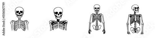 Detailed icon set showcasing skeleton designs from different angles for educational and illustrative purposes