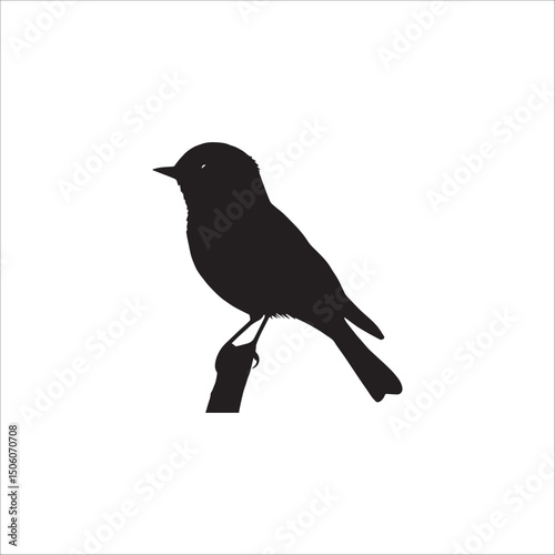 a small neat bird with folded wings on a twig or branch with an open eye