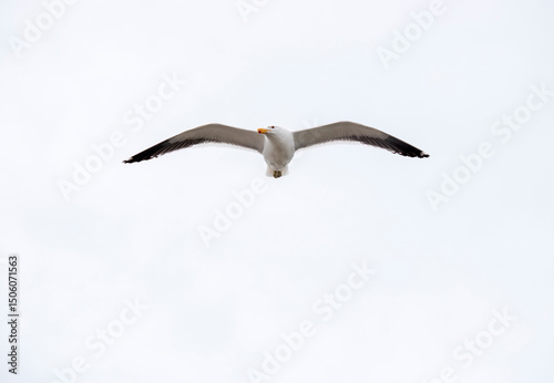 Larus dominicanus. Gull flying in Puerto Deseado