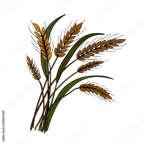 Organic wheat golden plant decoration. Grains rye cereals rural outline farming art