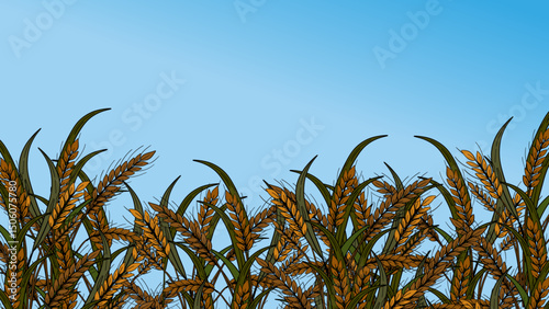 Organic wheat golden plant decoration with blue sky poster banner. Grains rye cereals rural farming