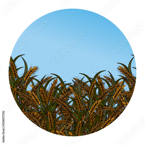 Organic wheat golden plant decoration with blue sky poster banner sticker. Grains rye cereals rural farming