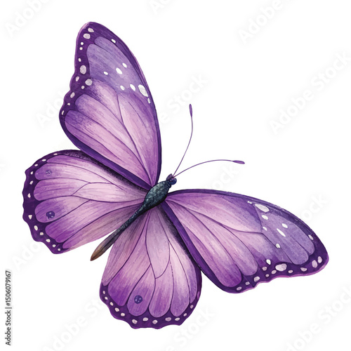 beautiful purple butterfly isolated on white background