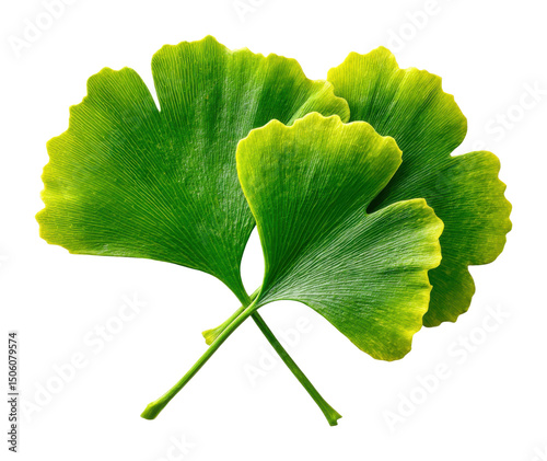 Ginkgo biloba leaves natural environment botanical greenery view isolated on transparent background