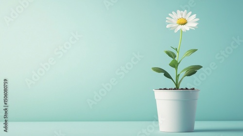 A cheerful white daisy flower with bright yellow petals thrives inside a white pot placed on a surface against a light teal background wall.