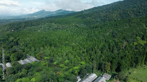 4K Aerial View of Vast Pine Forest in Mountain Region

