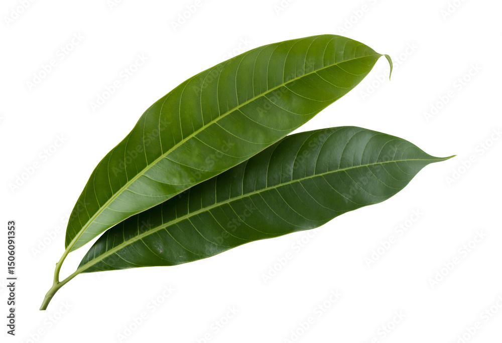 Obraz premium Fresh green tropical leaves