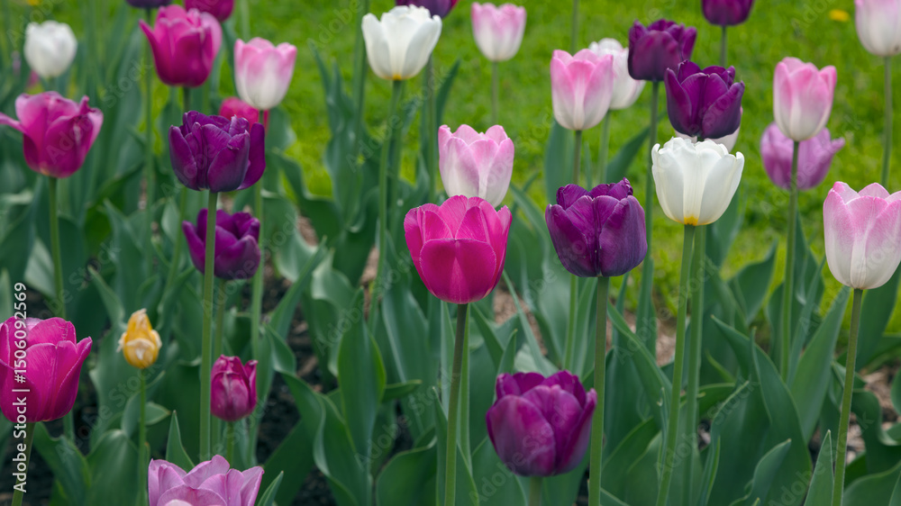 Fototapeta premium Pink and White Tulips in Bloom in Green Spring Garden