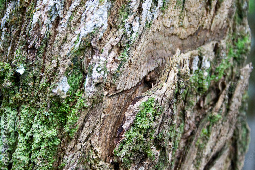 Spectacular texture of the bark of a tree in a rainforest. Spectacular texture of the bark of a tree in a rainforest.
