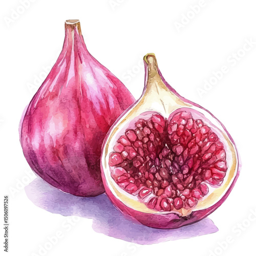 watercolor vector of Haft-Mewa, high quality, isolated on a white background.